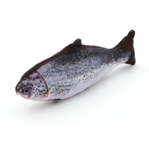 Poisson saumon à l'herbe à chat cataire