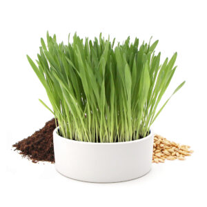 Herbe à chat à semer dans une gamelle en céramique blanche