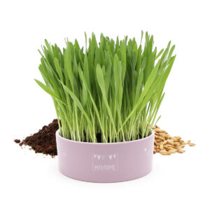 Herbe à chat dans une gamelle en céramique rose