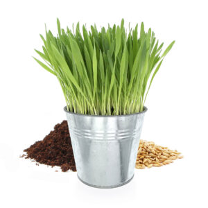 Herbe à chat en terre dans un pot en zinc