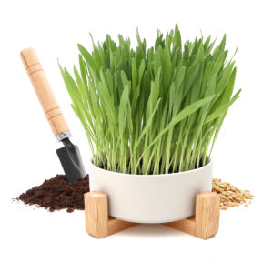 Herbe à chat dans une gamelle en céramique surélevée avec pelle