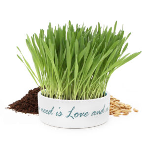 Herbe à chat dans une gamelle en céramique blanche