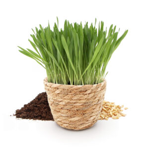 Herbe à chat dans un pot en osier