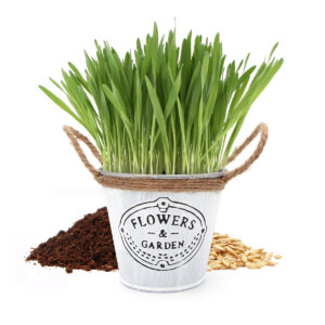 Herbe à chat dans un pot en zinc et corde de jute