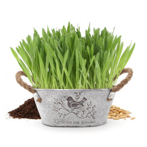 Herbe à chat à semer en bac en fer