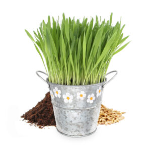 Herbe à chat dans un pot en zinc