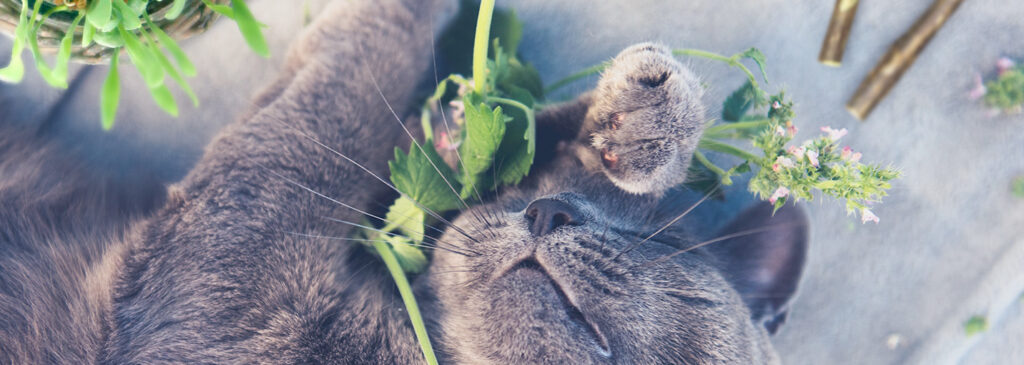 Différence et comparaison entre herbe à chat et herbe aux chats, cataire et matatabi