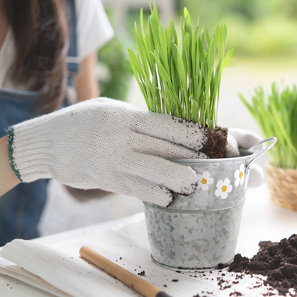 Culture et plantation d'herbe à chat dans un pot