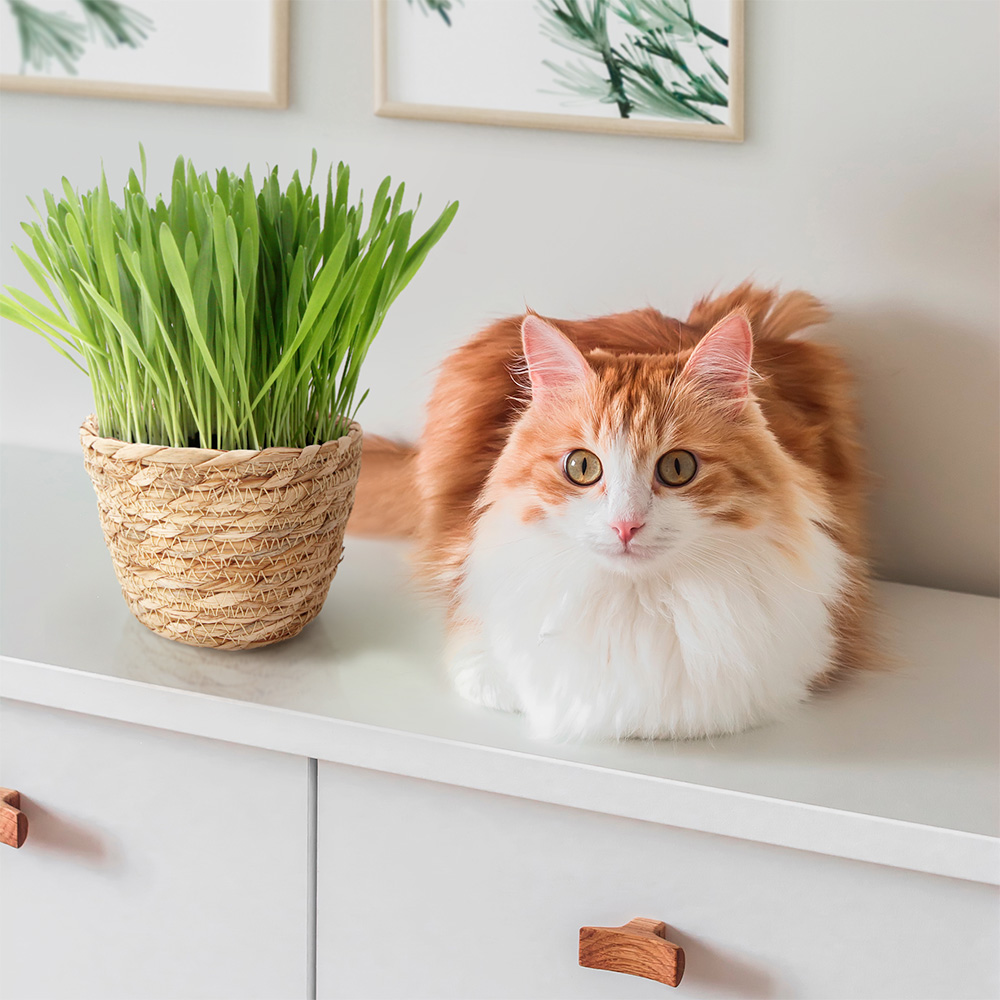 Décoration intérieur pot d'herbe à chat