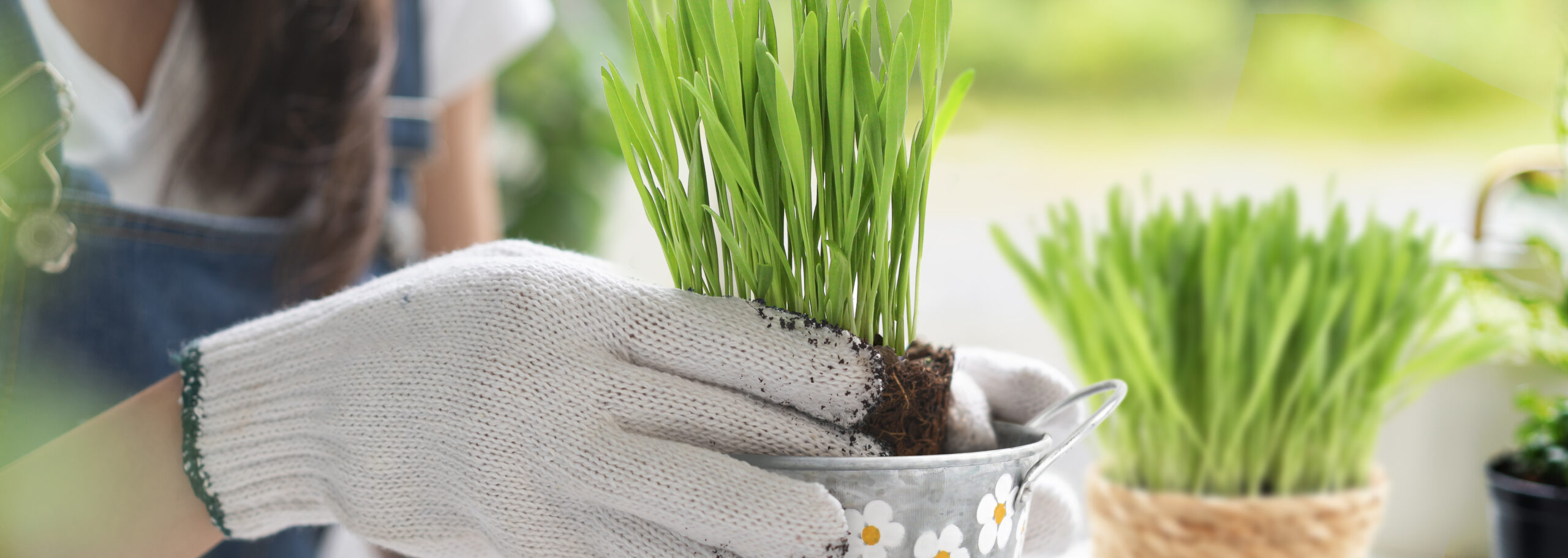 Comment cultiver ou faire pousser de l'herbe à chat