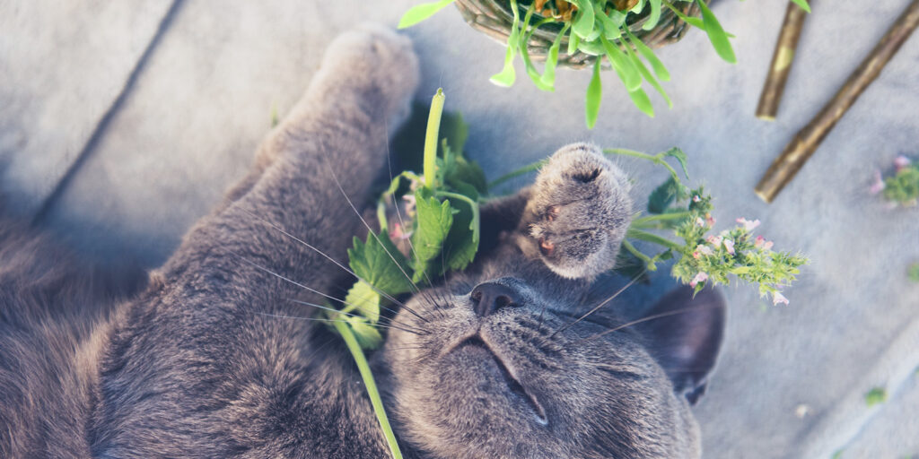 Différence et comparaison entre herbe à chat et herbe aux chats, cataire et matatabi