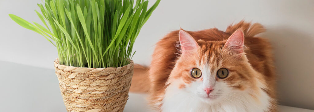 Pot décoratif d'herbe à chat