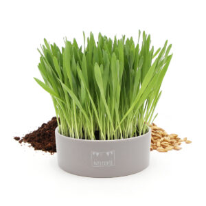 Herbe à chat dans une gamelle en céramique grise