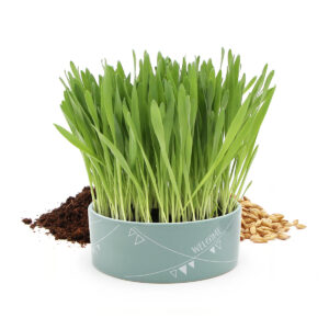 Herbe à chat dans une gamelle en céramique verte