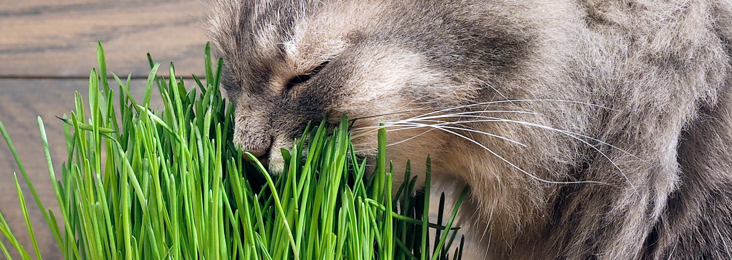 Pourquoi donner de l’herbe à chat à son chat ?