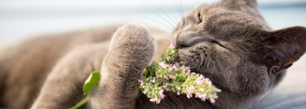 Herbe à chat et herbe aux chats : quelle différence ?