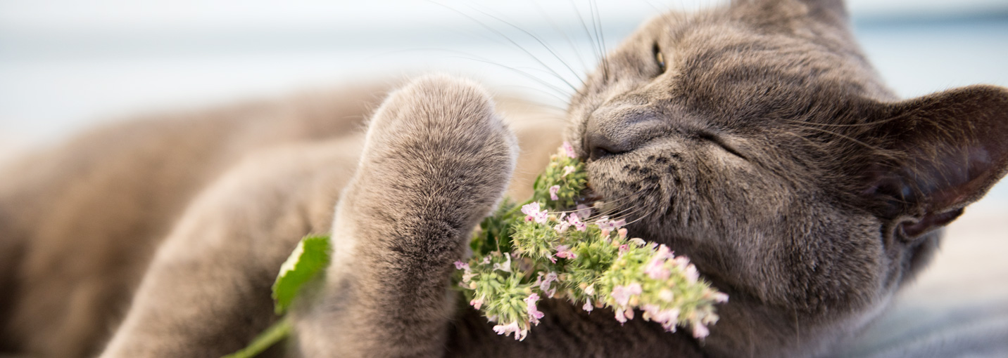 Herbe à chat et herbe aux chats : quelle différence ?