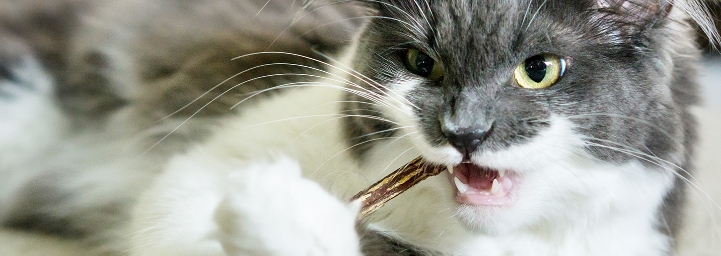 Le matatabi est-il dangereux pour le chat ? Bienfaits et précautions