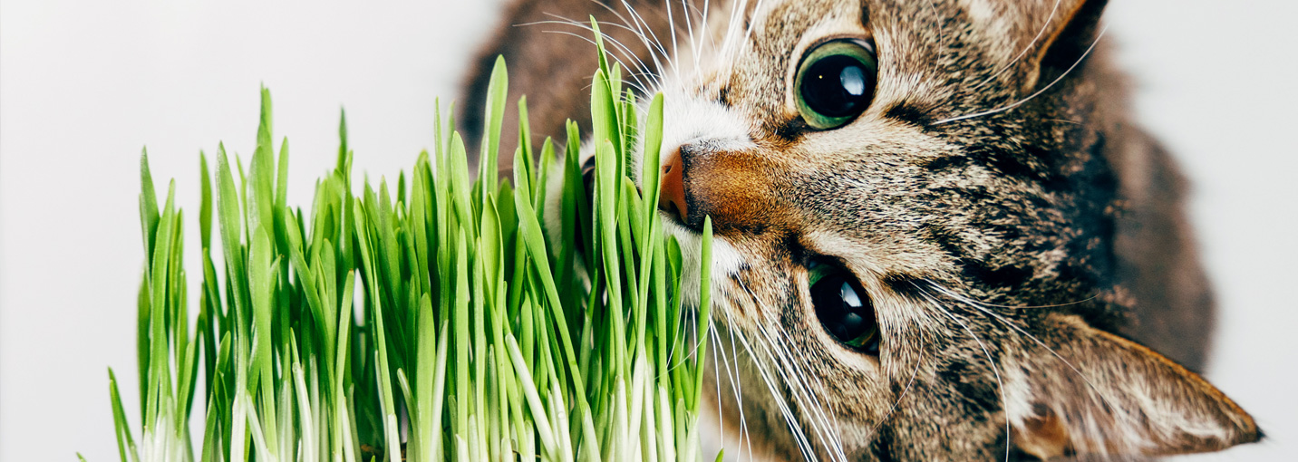 À quoi sert l’herbe à chat pour un chat d’intérieur ?