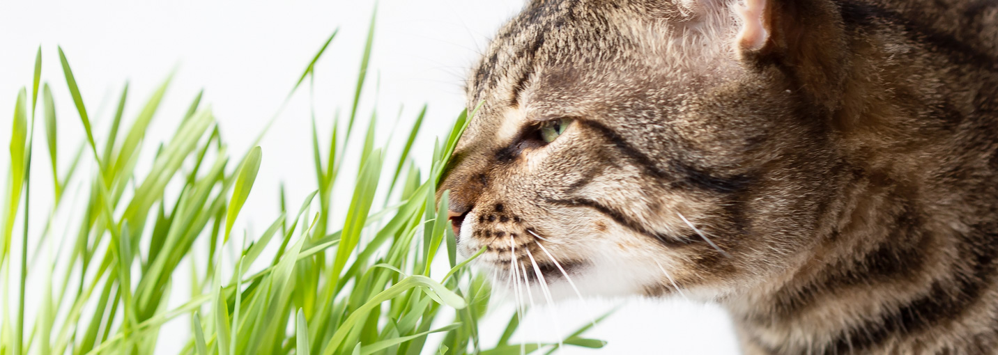 Est-ce que l’herbe à chat est un vermifuge ?