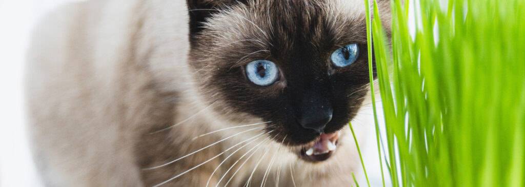 Faut-il laisser l’herbe à chat à la disposition du chat ?