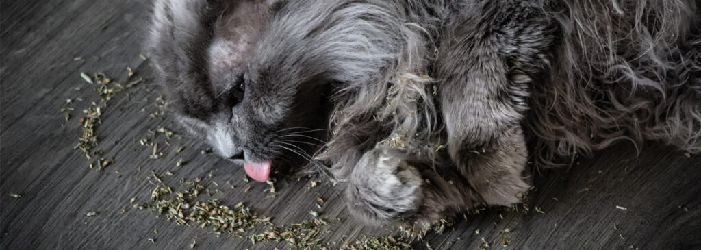 Herbe à chat séchée : à quoi ça sert pour le chat ?
