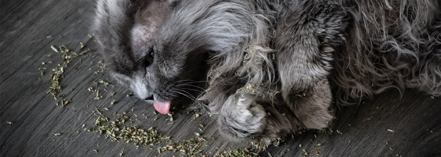 Herbe à chat séchée : à quoi ça sert pour le chat ?