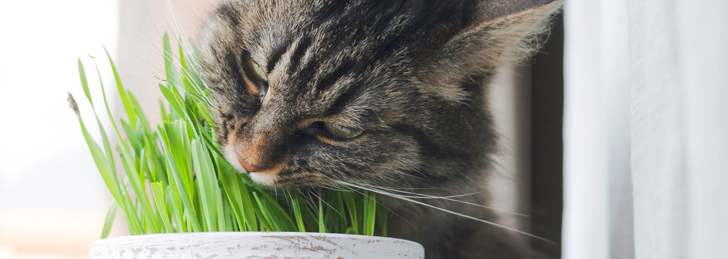 L'herbe a chat est-elle utile pour les boules de poils du chat ?