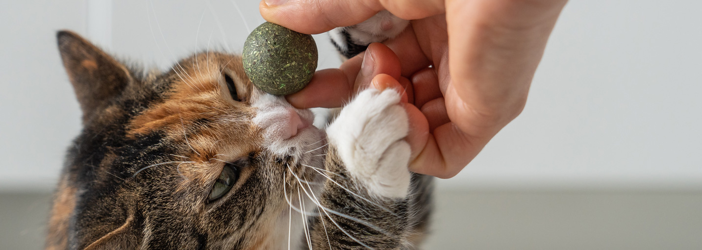 Tous les chats réagissent-ils à la cataire ?