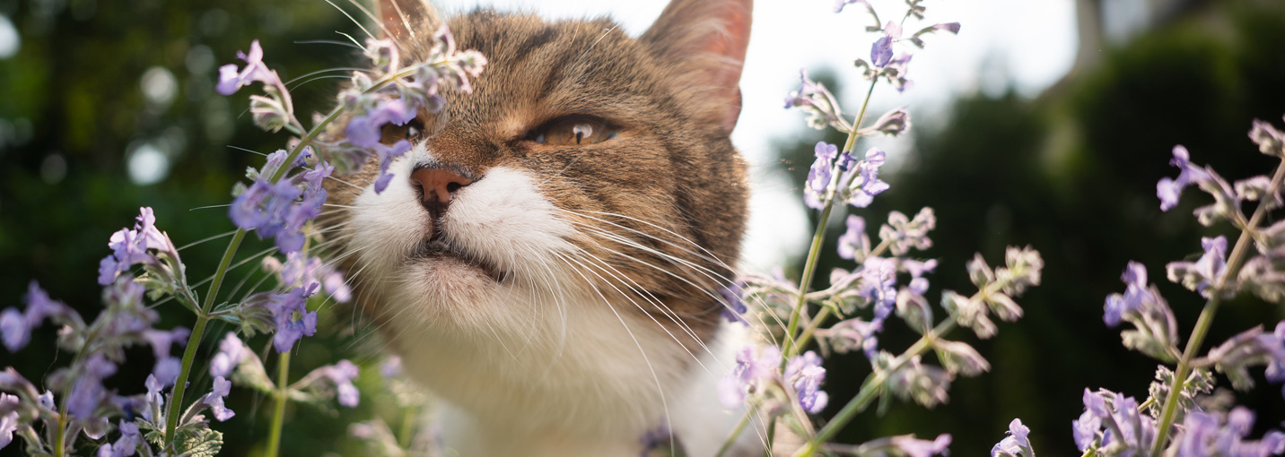La cataire est-elle dangereuse pour les chats ?